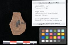 Foto (Objekt + Etikett) von Pinus oceanines Unger (NHMW-GEO-2024-0188-0293)